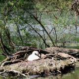 1805F 007 Mosel Perl-Trier